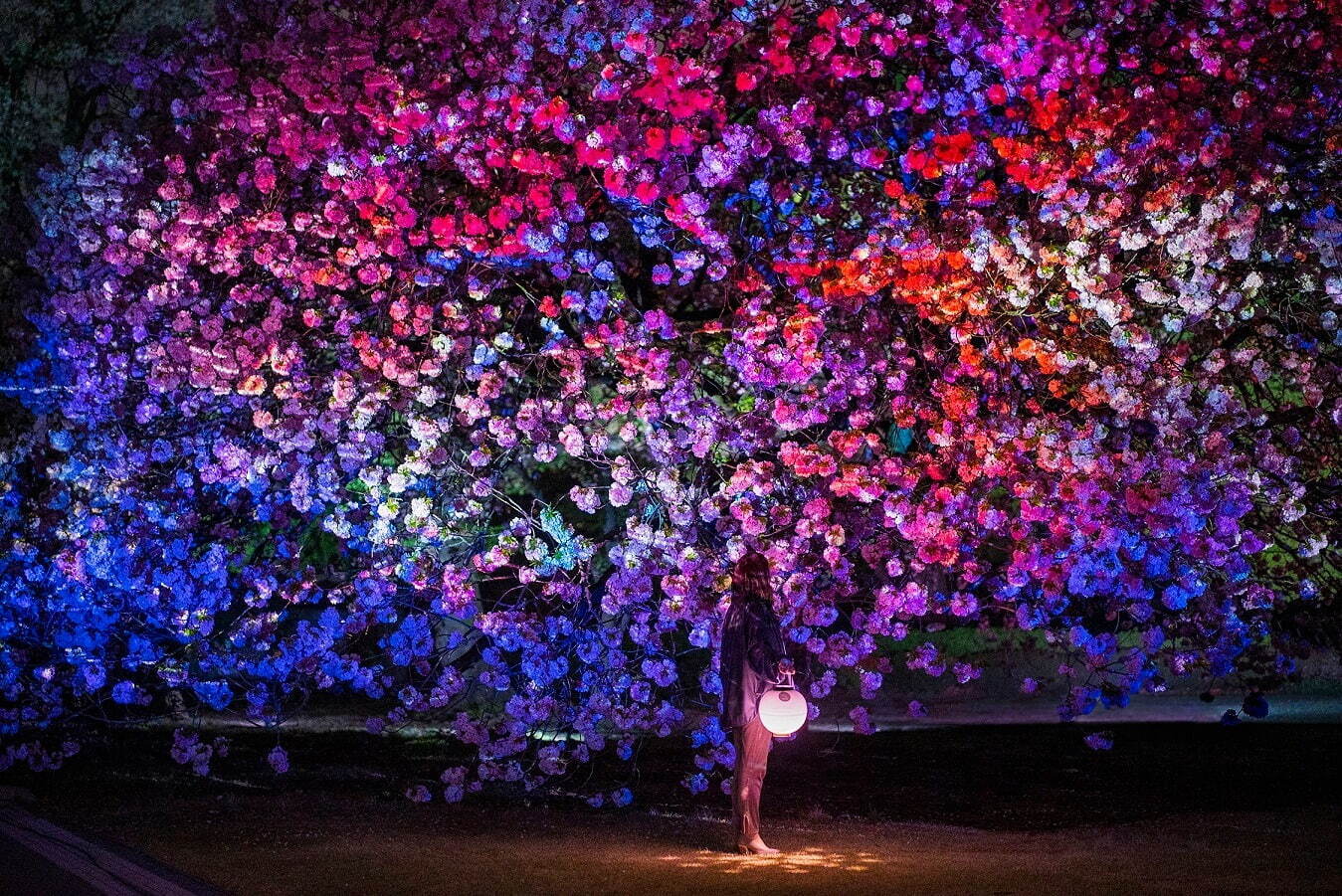 新宿御苑×ネイキッドの“夜桜”ライトアップ、約900本の桜を幻想的な光で彩る｜写真2