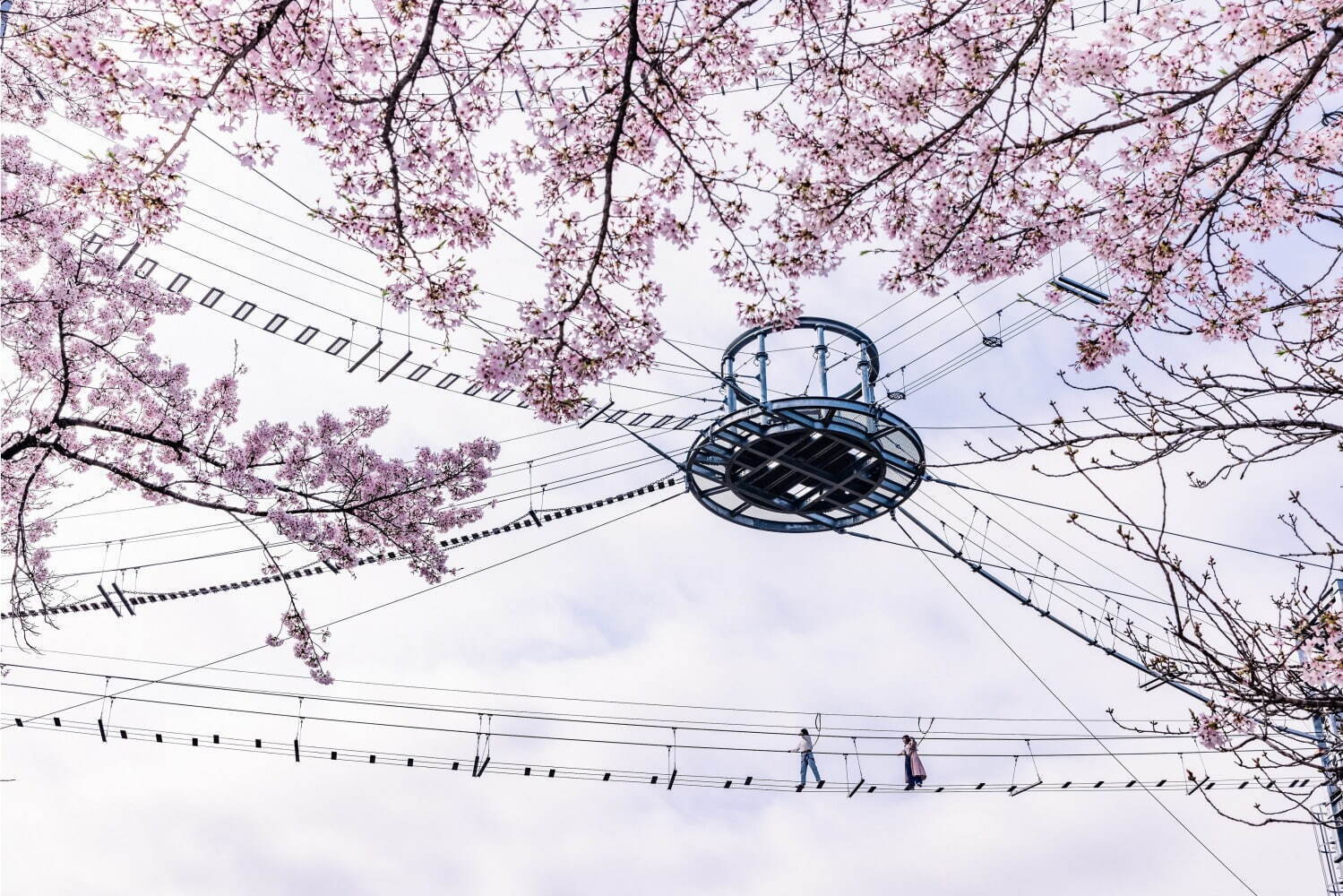 「さがみ湖桜まつり」2,500本の桜を楽しむ“空中お花見”、夜桜×すみっコぐらしイルミネーションも｜写真3