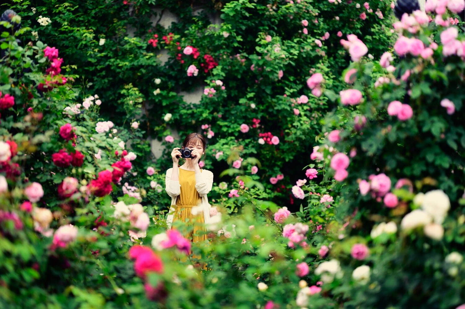 神戸布引ハーブ園“鮮やかなチューリップ＆山桜”が咲く春イベント、幻想的なイルミネーションも｜写真1