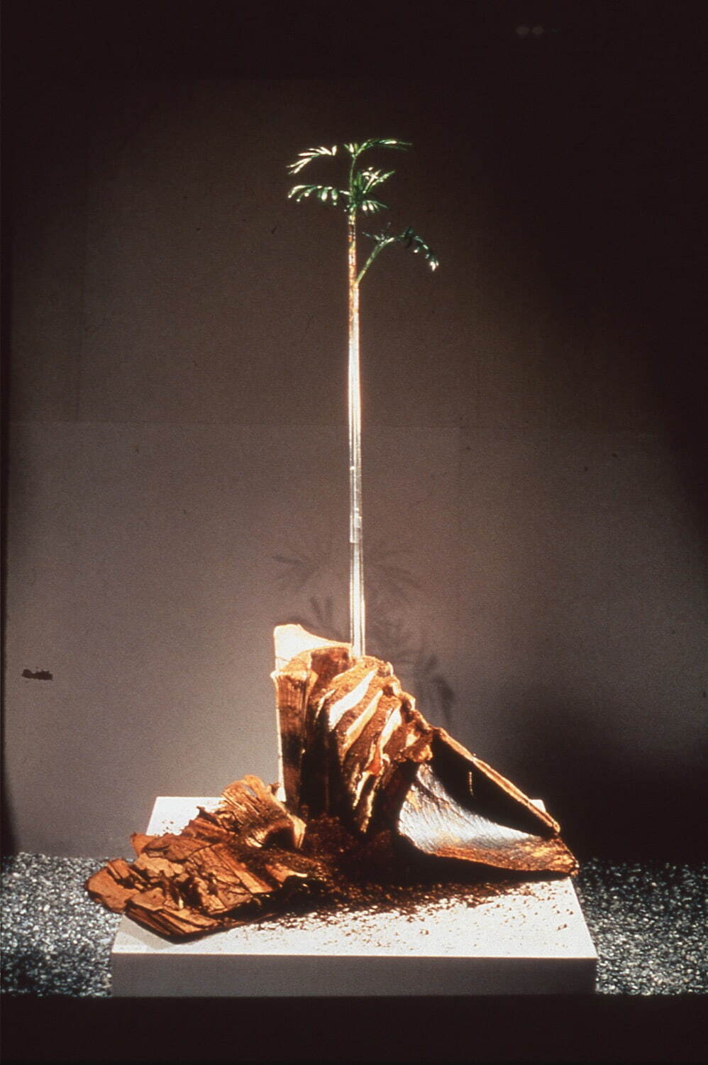 Jaeeun Choi, <i width="998" height="1500">Circulation,</i> 1984, Palm trees, aged books, water, soil
Photo: Muto Shingo