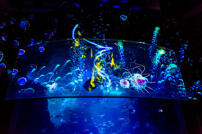 世界初！3Dで体験する“夜の水族館” 新江ノ島水族館で「ナイトアクアリウム」開催｜写真1