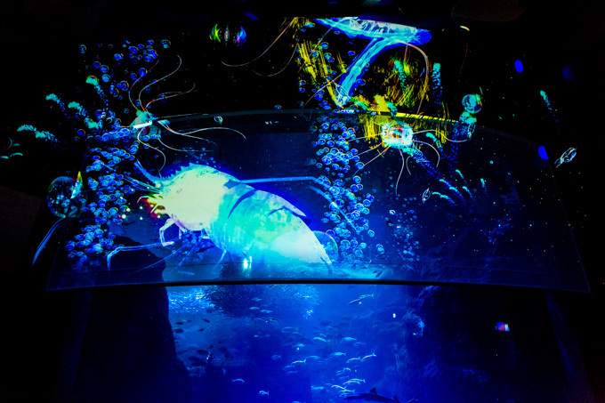 世界初！3Dで体験する“夜の水族館” 新江ノ島水族館で「ナイトアクアリウム」開催｜写真2