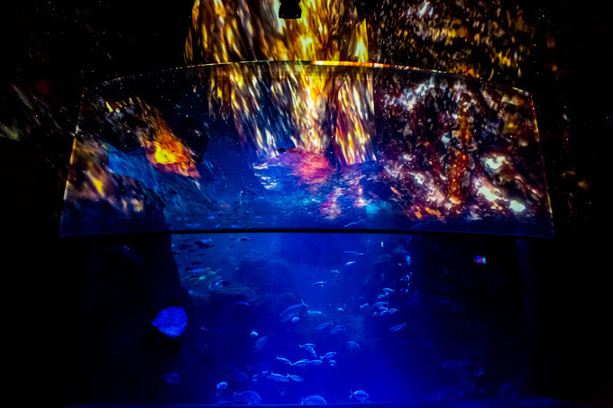 世界初！3Dで体験する“夜の水族館” 新江ノ島水族館で「ナイトアクアリウム」開催｜写真3