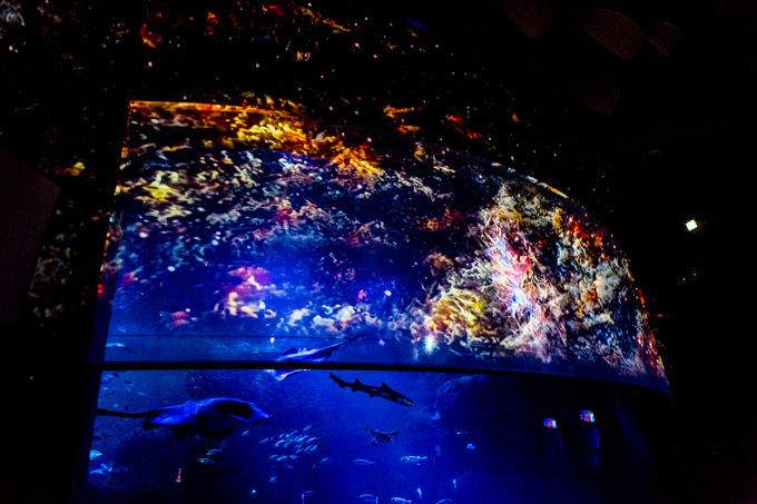 世界初！3Dで体験する“夜の水族館” 新江ノ島水族館で「ナイトアクアリウム」開催｜写真6