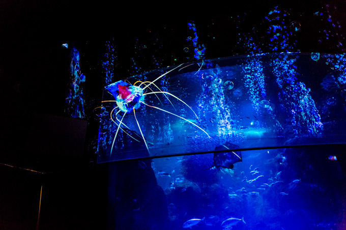 世界初！3Dで体験する“夜の水族館” 新江ノ島水族館で「ナイトアクアリウム」開催｜写真7