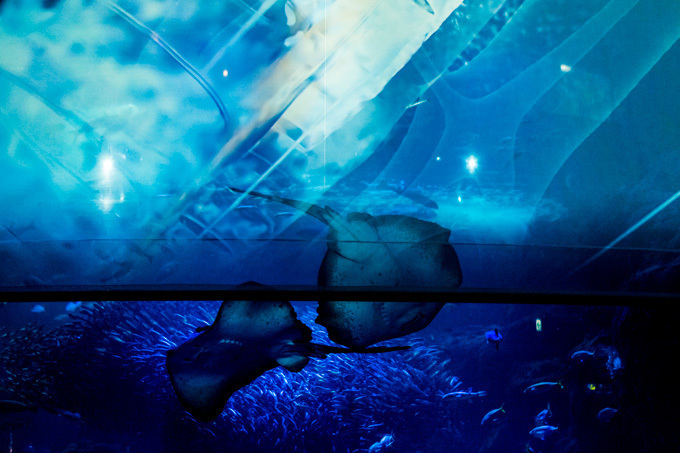 世界初！3Dで体験する“夜の水族館” 新江ノ島水族館で「ナイトアクアリウム」開催｜写真8