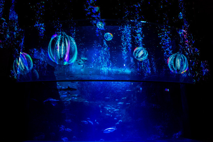 世界初！3Dで体験する“夜の水族館” 新江ノ島水族館で「ナイトアクアリウム」開催｜写真10