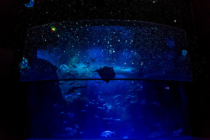 世界初！3Dで体験する“夜の水族館” 新江ノ島水族館で「ナイトアクアリウム」開催｜写真14