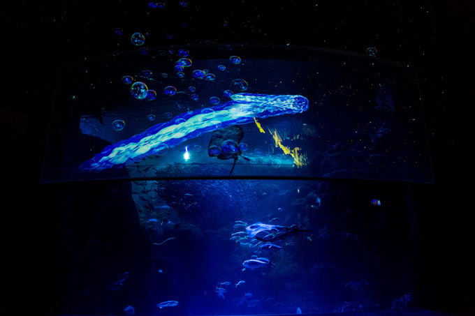 世界初！3Dで体験する“夜の水族館” 新江ノ島水族館で「ナイトアクアリウム」開催｜写真15