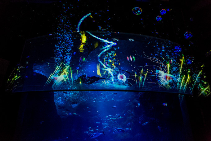 世界初！3Dで体験する“夜の水族館” 新江ノ島水族館で「ナイトアクアリウム」開催｜写真16