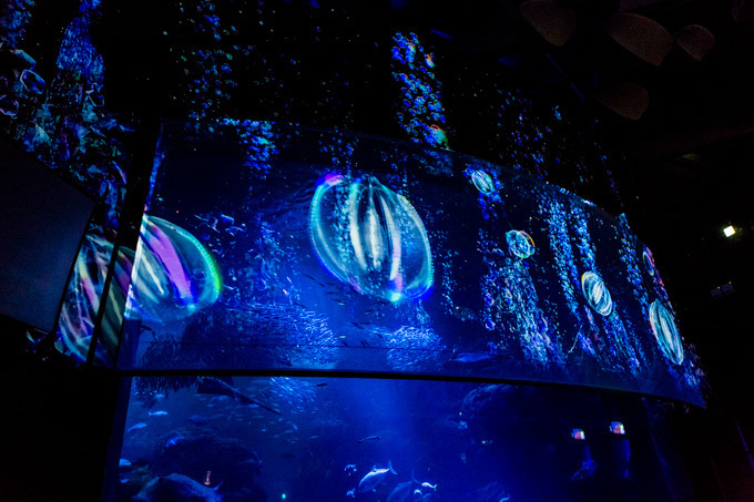 世界初！3Dで体験する“夜の水族館” 新江ノ島水族館で「ナイトアクアリウム」開催｜写真19