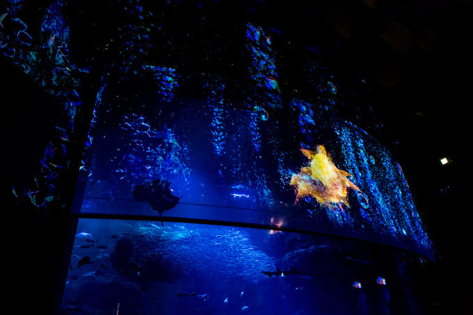 世界初！3Dで体験する“夜の水族館” 新江ノ島水族館で「ナイトアクアリウム」開催｜写真20