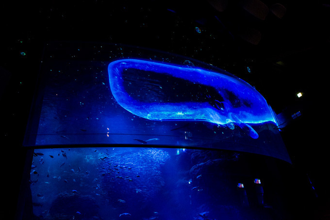 世界初！3Dで体験する“夜の水族館” 新江ノ島水族館で「ナイトアクアリウム」開催｜写真21