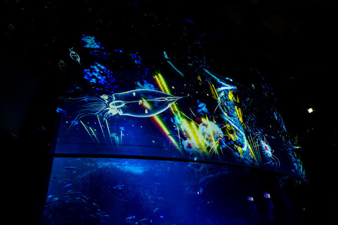 世界初！3Dで体験する“夜の水族館” 新江ノ島水族館で「ナイトアクアリウム」開催｜写真22