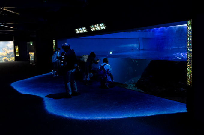 世界初！3Dで体験する“夜の水族館” 新江ノ島水族館で「ナイトアクアリウム」開催｜写真26