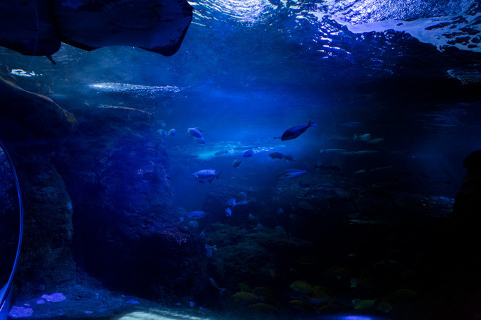 世界初！3Dで体験する“夜の水族館” 新江ノ島水族館で「ナイトアクアリウム」開催｜写真30