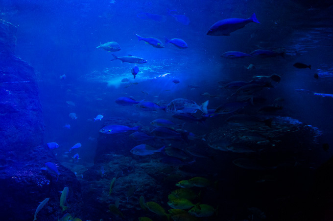 世界初！3Dで体験する“夜の水族館” 新江ノ島水族館で「ナイトアクアリウム」開催｜写真32