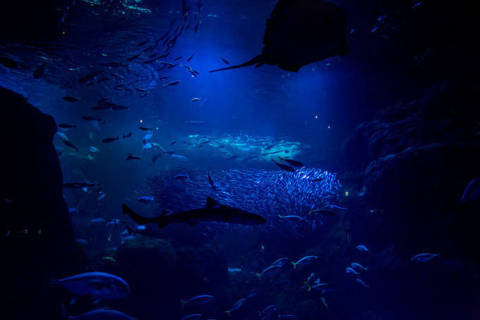 世界初！3Dで体験する“夜の水族館” 新江ノ島水族館で「ナイトアクアリウム」開催｜写真34