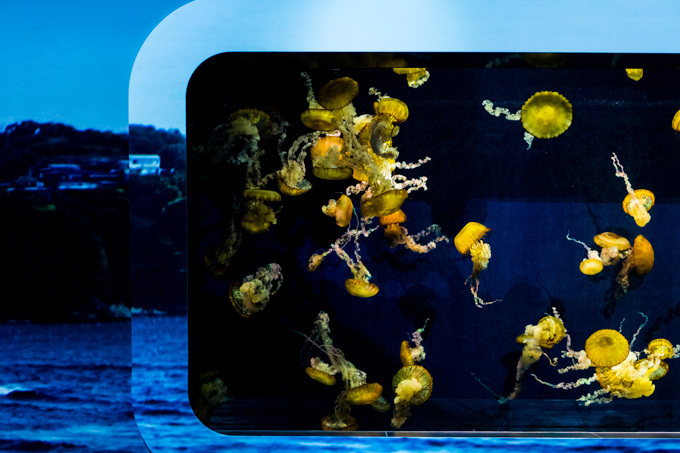 世界初！3Dで体験する“夜の水族館” 新江ノ島水族館で「ナイトアクアリウム」開催｜写真36