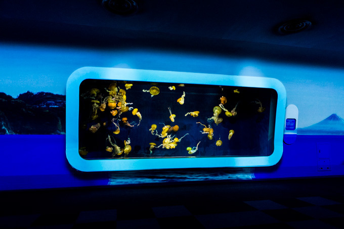 世界初！3Dで体験する“夜の水族館” 新江ノ島水族館で「ナイトアクアリウム」開催｜写真37