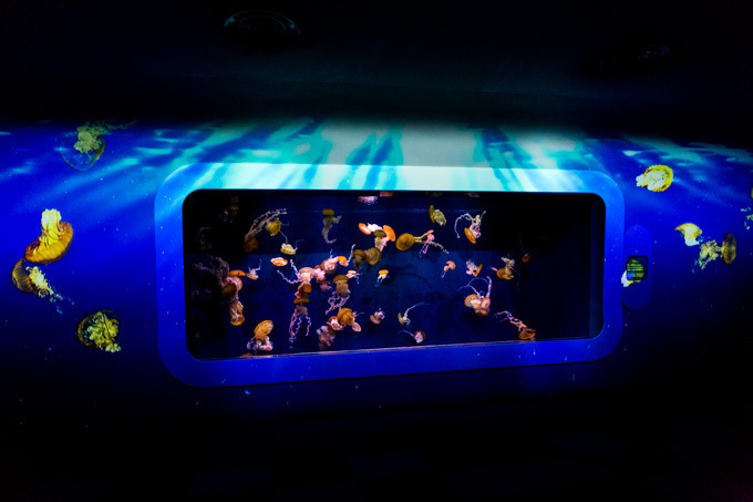 世界初！3Dで体験する“夜の水族館” 新江ノ島水族館で「ナイトアクアリウム」開催｜写真38