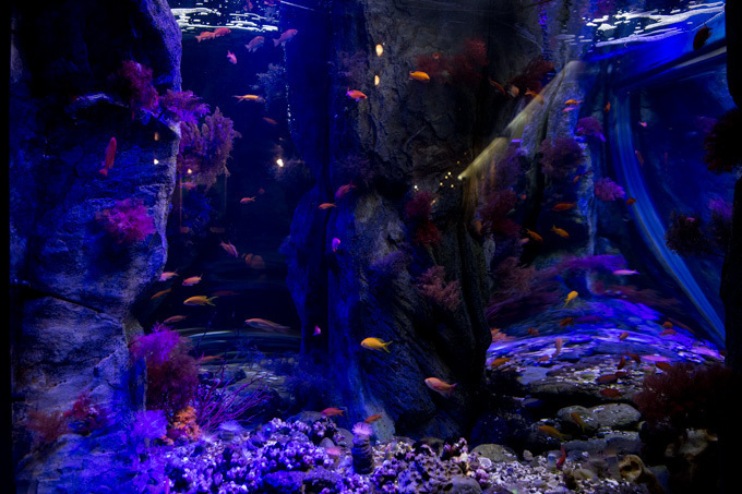 世界初！3Dで体験する“夜の水族館” 新江ノ島水族館で「ナイトアクアリウム」開催｜写真44