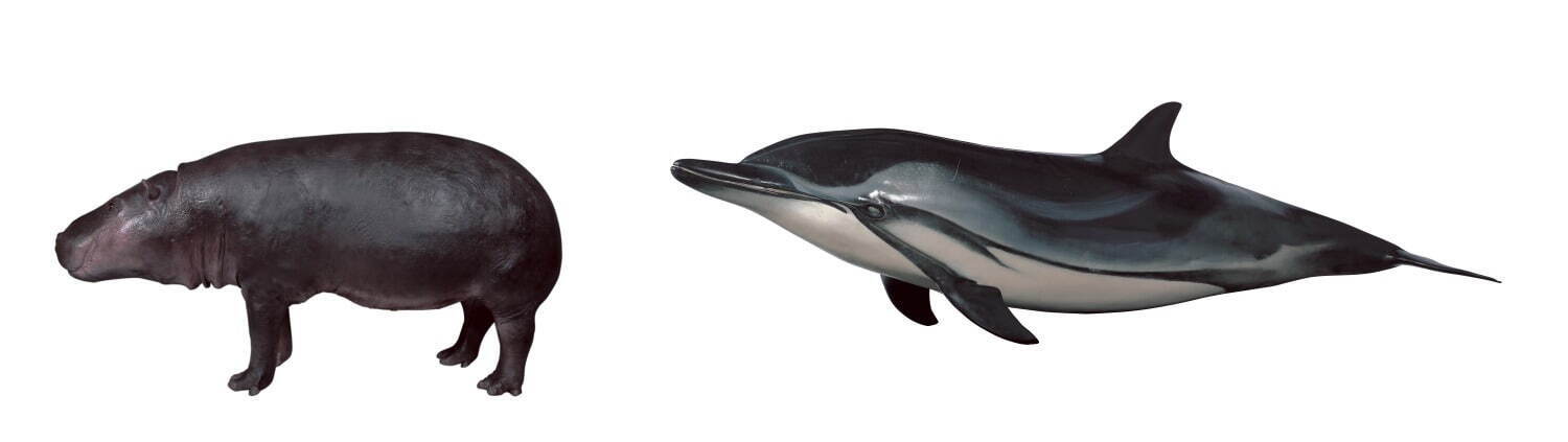 鯨偶蹄目に分類される哺乳類
(左からコビトカバの剝製標本、スジイルカの FRP 標本／国立科学博物館所蔵)
