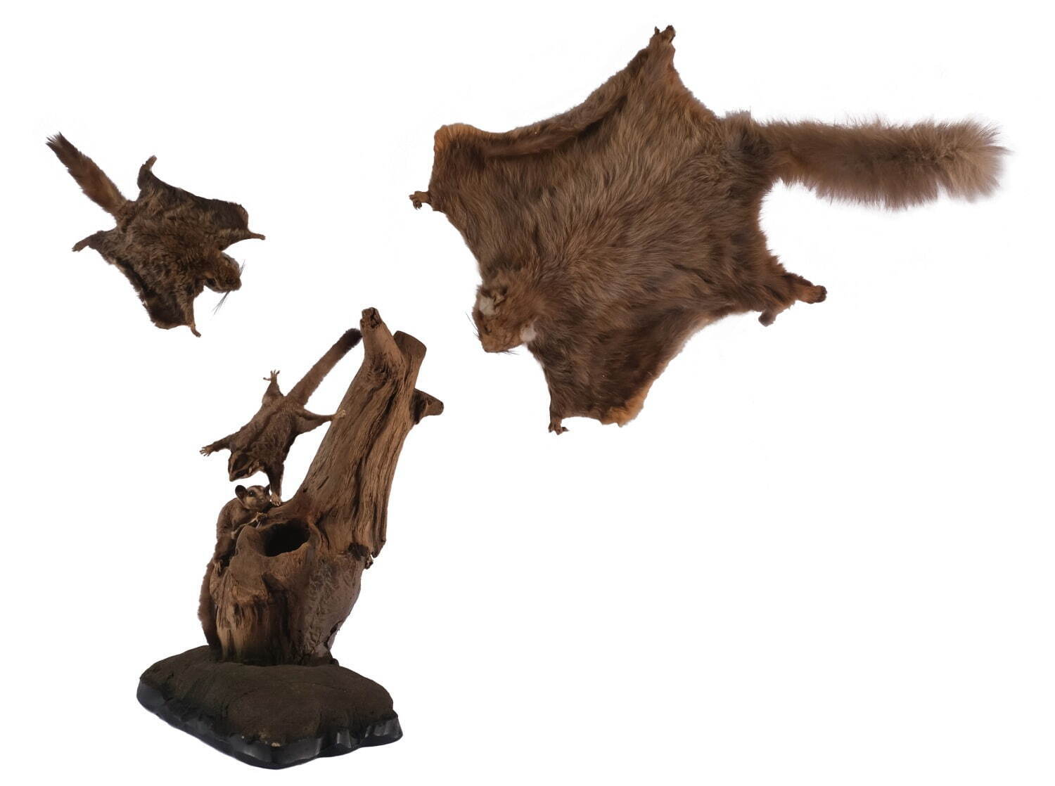 皮膜を持つ哺乳類(左からニホンモモンガ、フクロモモンガ、ムササビの剝製標本／国立科学博物館
所蔵)