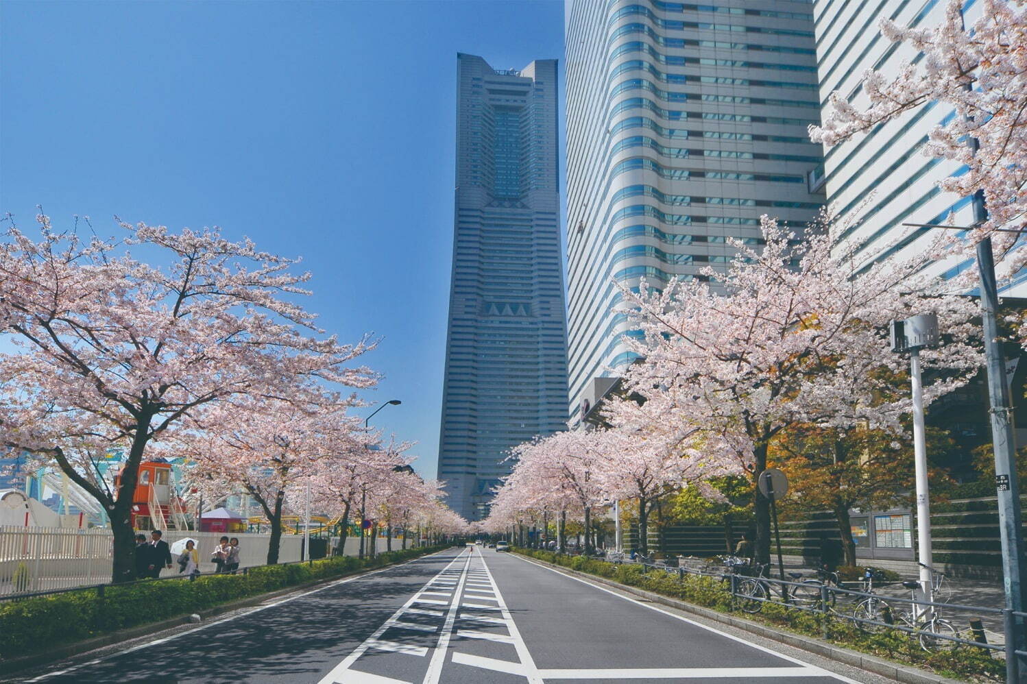 横浜「みなとみらい21 さくらフェスタ2024」“500mの桜並木”でグルメストリートなど｜写真1