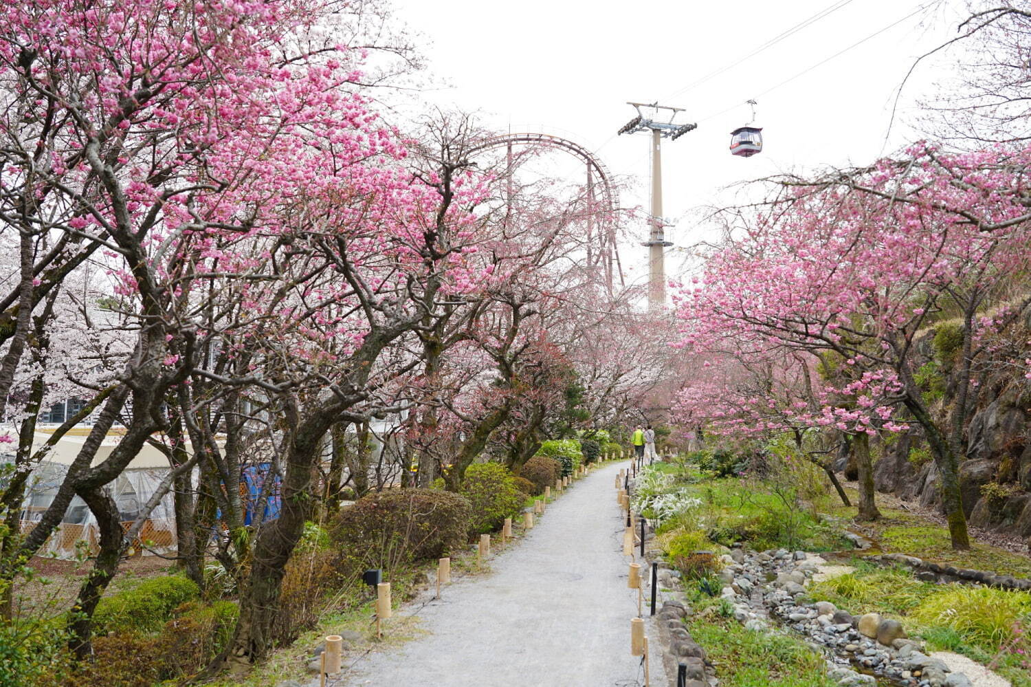 よみうりランド「夜桜ジュエルミネーション」約800本の桜を満喫、“桜をイメージ”幻想的な光の演出も｜写真5