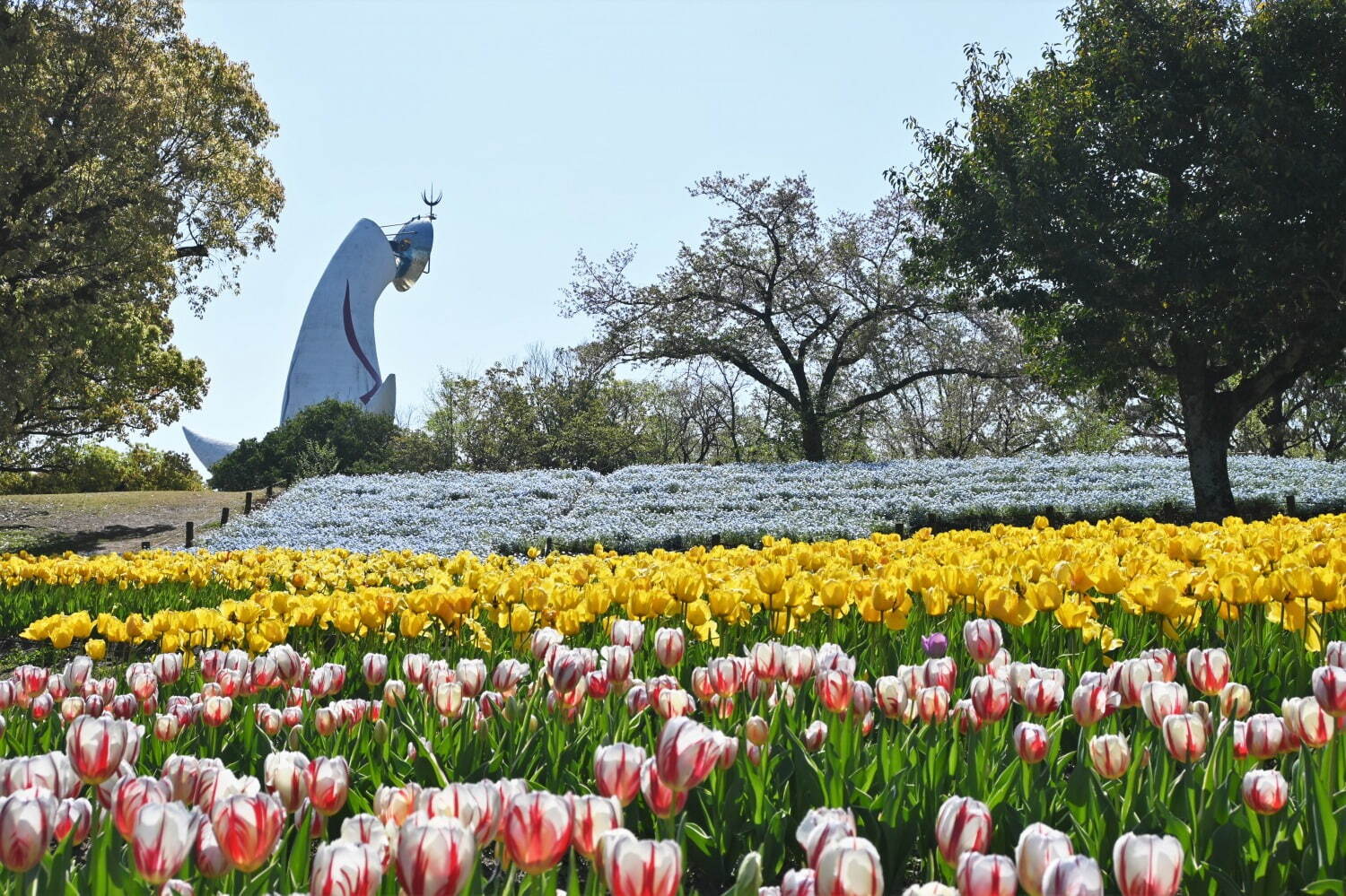 「チューリップフェスタ」約8万本のチューリップが大阪・万博記念公園に、ネモフィラやポピーの花も｜写真4