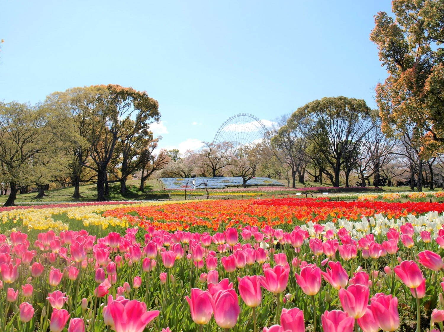 「チューリップフェスタ」約8万本のチューリップが大阪・万博記念公園に、ネモフィラやポピーの花も｜写真5