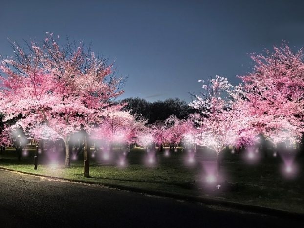 「花と光のムーブメント」小金井公園など都内3か所で、約1,400本の桜やネモフィラ×ライトアップ｜写真2