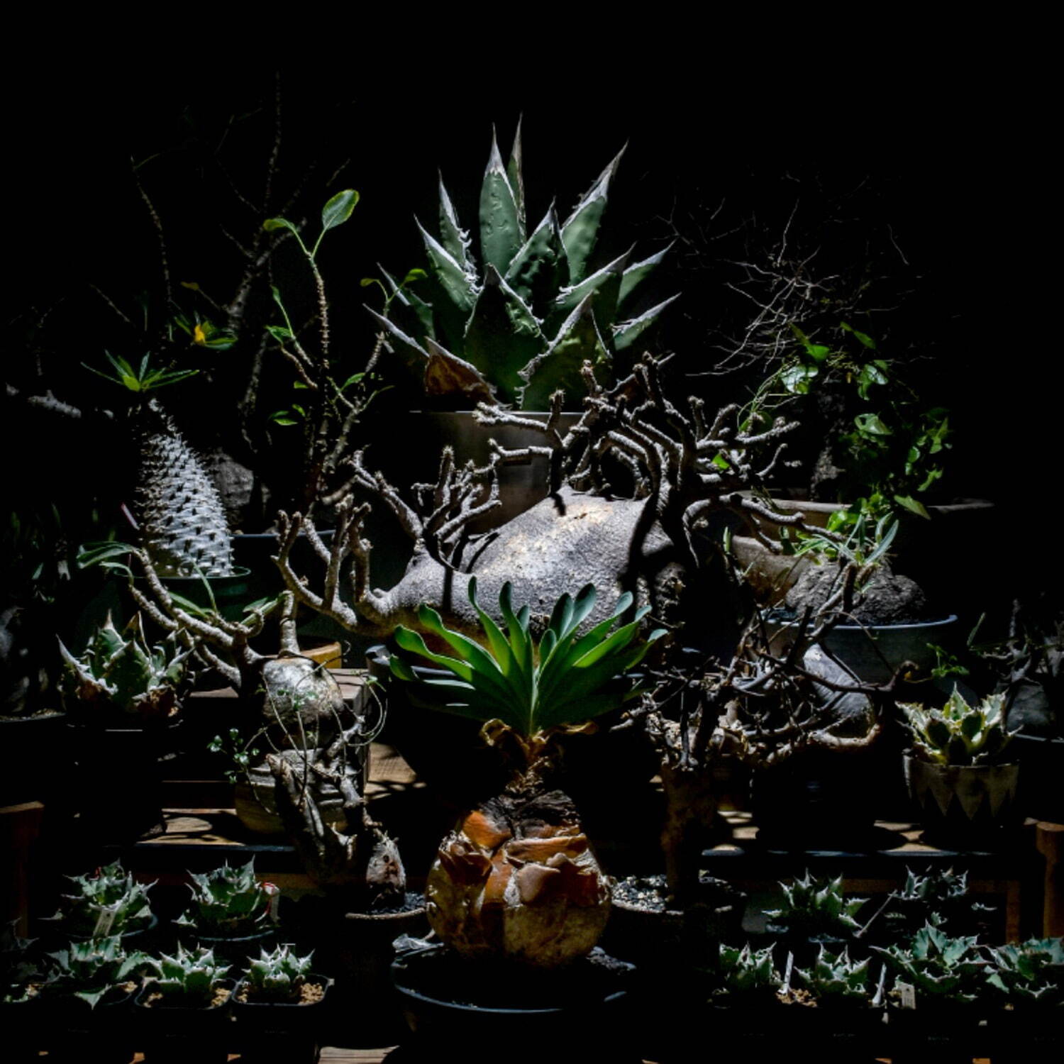 植物ショップ「ラフラム」希少な“ぽってり”塊根植物が集結、ジェイアール名古屋タカシマヤに初出店｜写真11