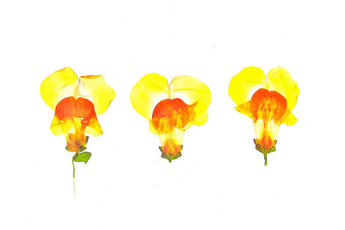 押し花アート写真集『flora』- 多田明日香が美しい花々の世界で彩る鮮やかな骨格｜写真12
