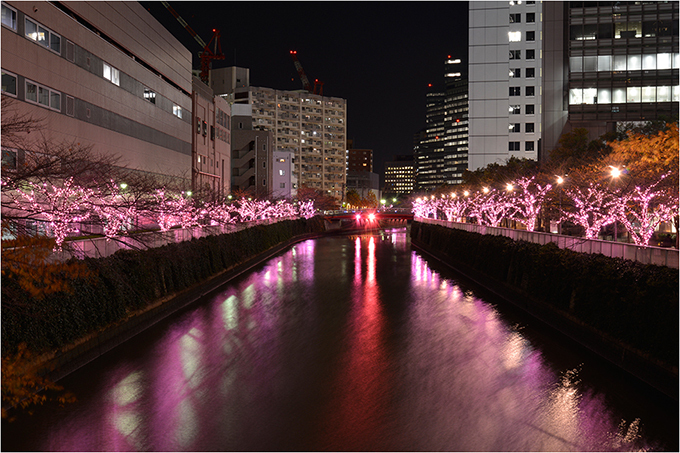 目黒川に「冬の桜」が登場 - 42万球以上のLEDライトで彩る、環境に優しいイルミネーション｜写真3