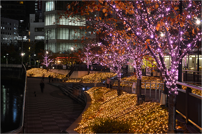 目黒川に「冬の桜」が登場 - 42万球以上のLEDライトで彩る、環境に優しいイルミネーション｜写真4
