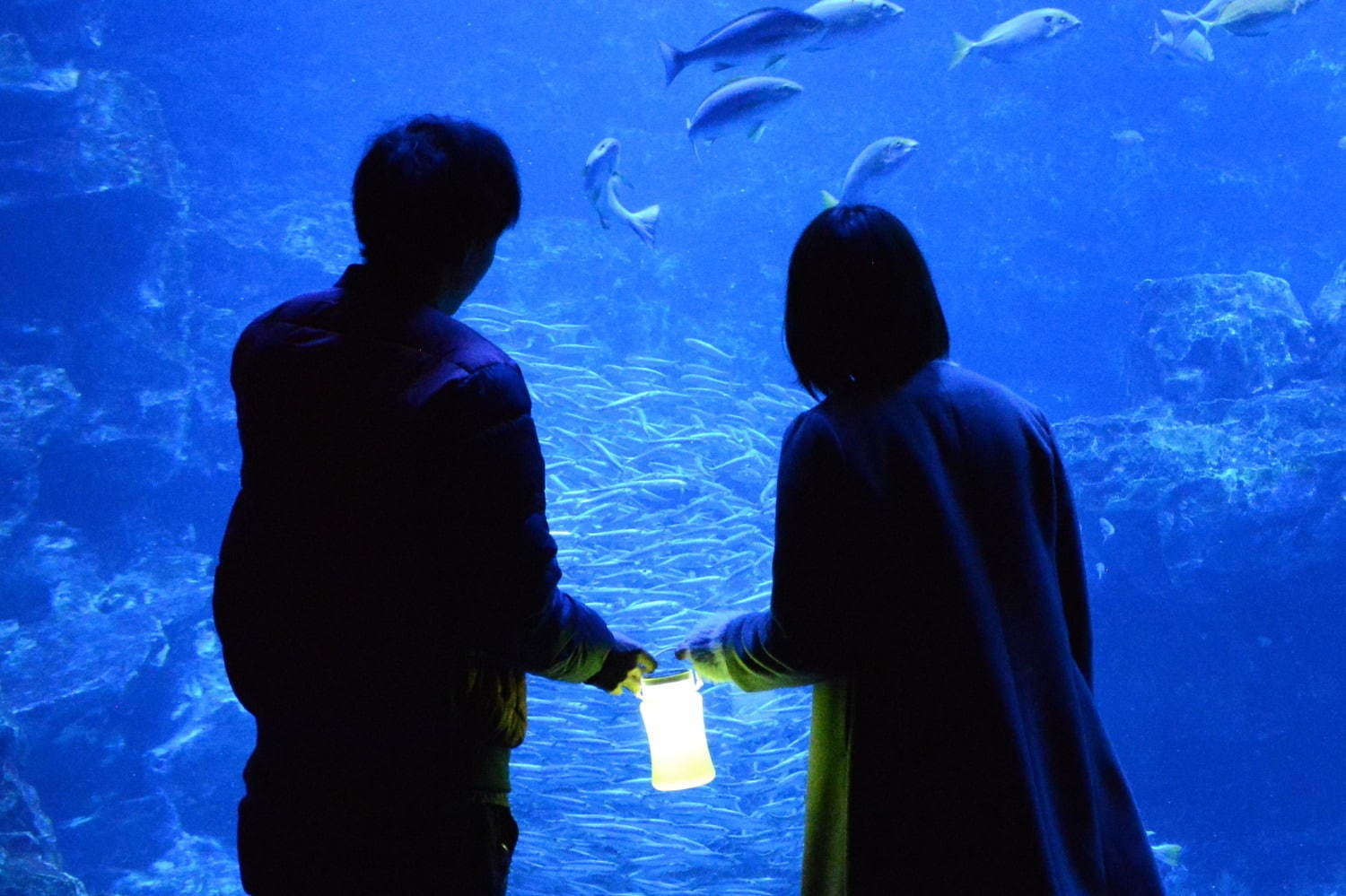 ＜京都＞京都水族館「夜のすいぞくかん」