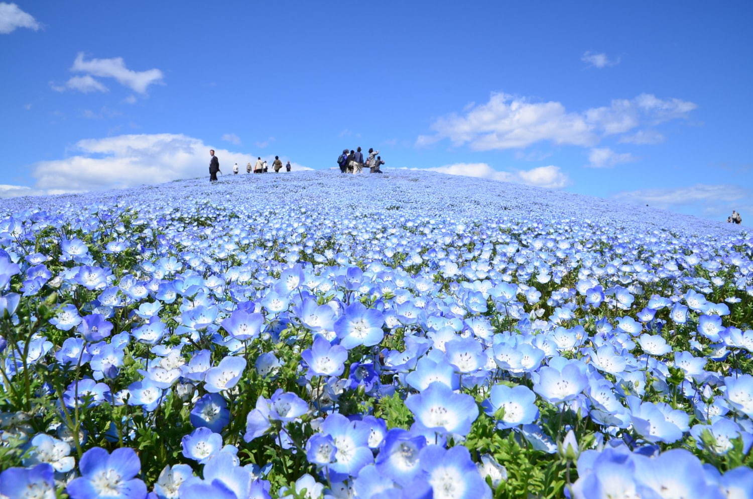 茨城・国営ひたち海浜公園、春の絶景「ネモフィラ」約530万本の“青い絨毯”が一面に｜写真8