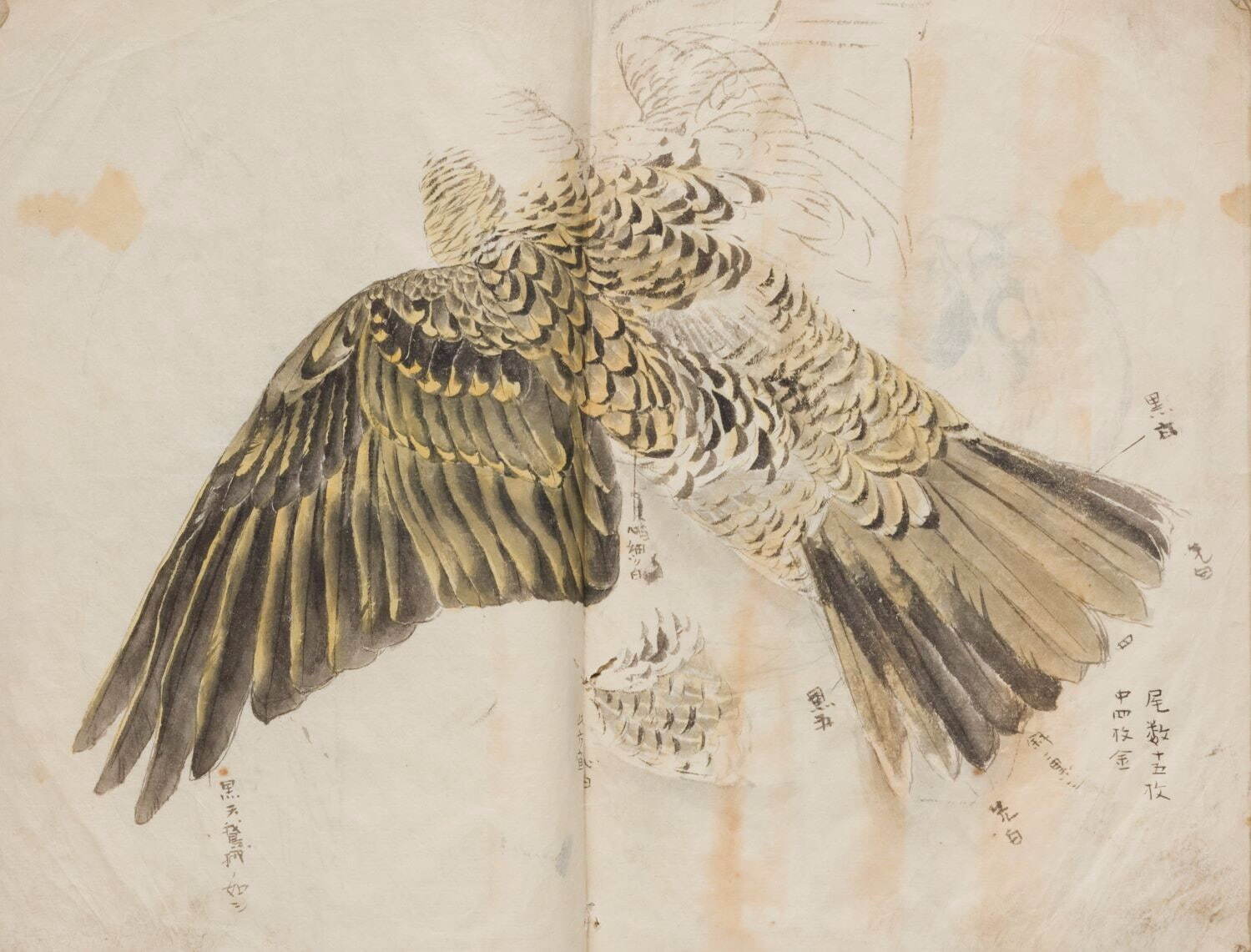 竹内栖鳳《写生帖(鳥類写生)》1880-1881年 京都市美術館蔵