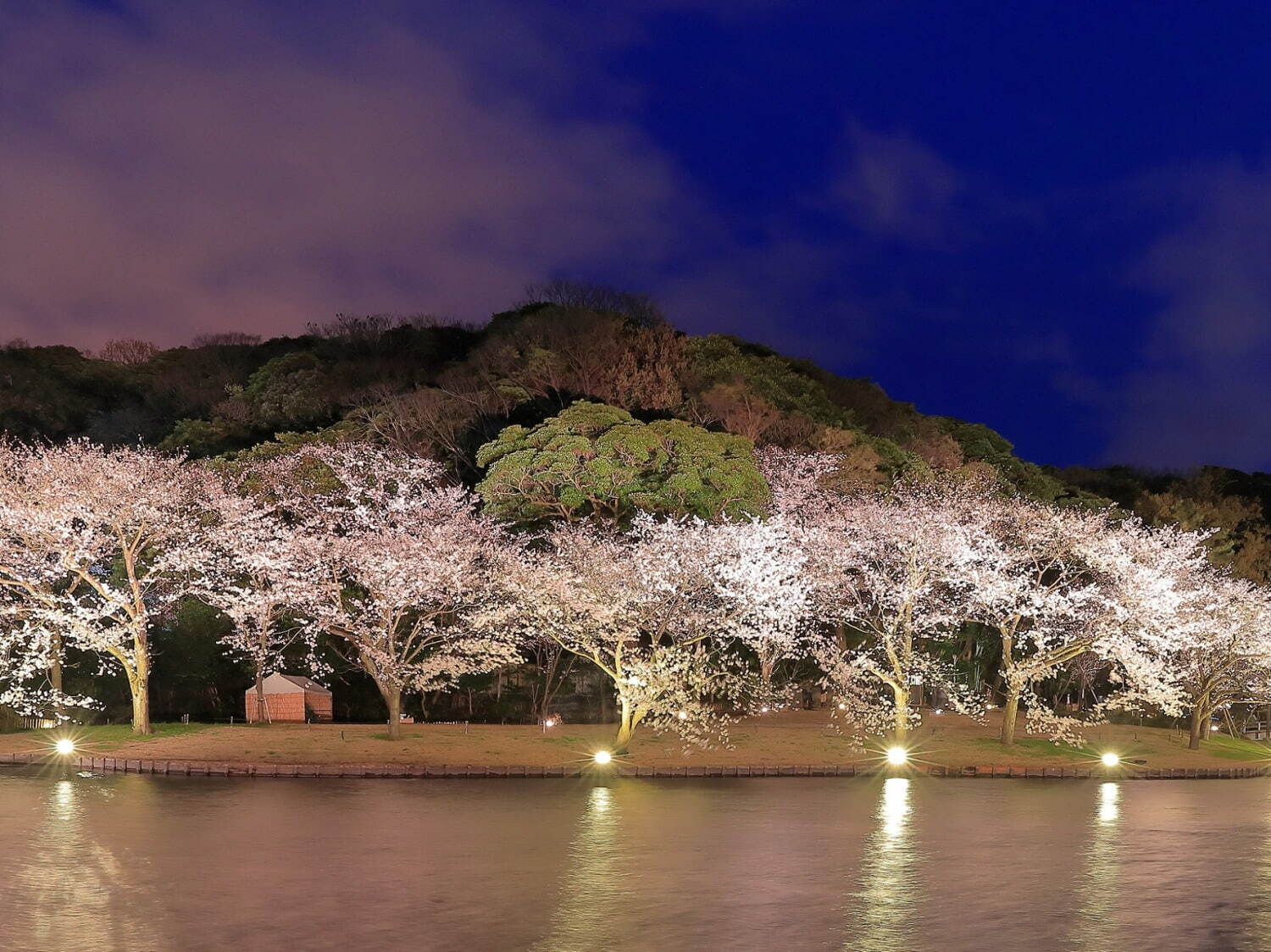 横浜・三渓園「桜めぐり」約250本の桜と歴史的建造物を眺めるお花見、夜桜ライトアップも｜写真2
