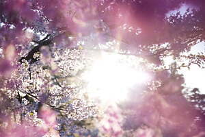 「蜷川実花展 with EiM」弘前れんが倉庫美術館で、“時間の移ろい”弘前の桜を撮影した新作など