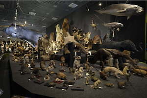 特別展「大哺乳類展3」国立科学博物館で、陸・海の生物剝製標本約200点が並ぶ“哺乳類大行進”