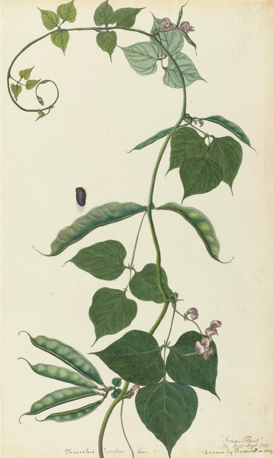 プヤレ・ラル 《ライ豆》 1809年 キュー王立植物園蔵
©︎RBG KEW