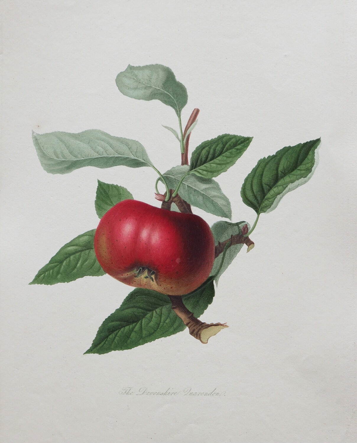 ウィリアム・フッカー 《リンゴ「デヴォンシャー・カレンデン」》 1818年 個人蔵
Photo Michael Whiteway