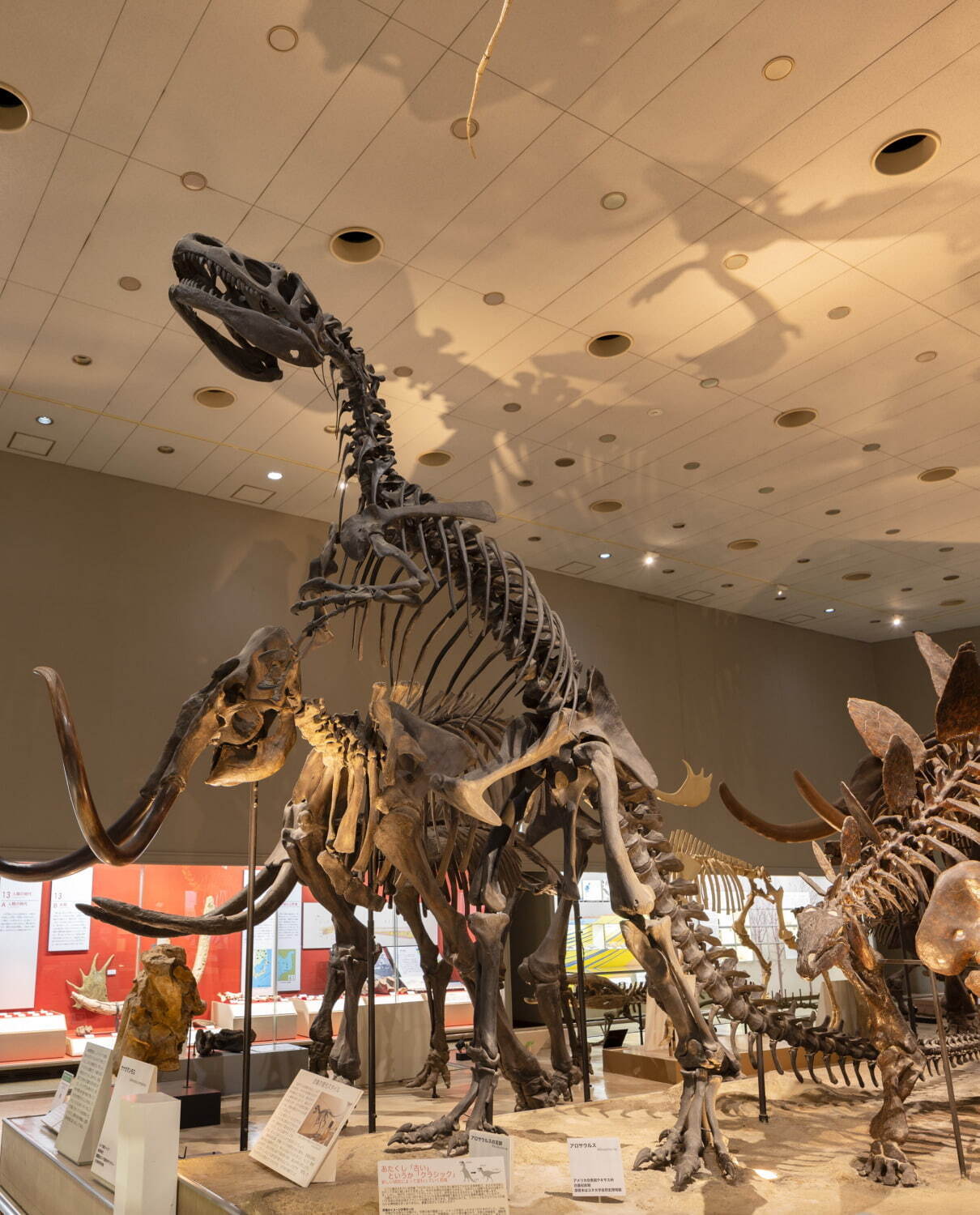 大阪市立自然史博物館
アロサウルス
