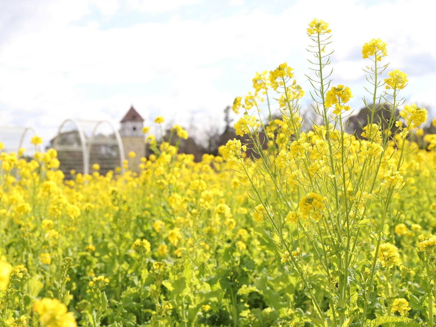 「菜の花」約50万本が咲く“黄色い絨毯”のような花畑、大阪「堺・緑のミュージアム ハーベストの丘」で｜写真2