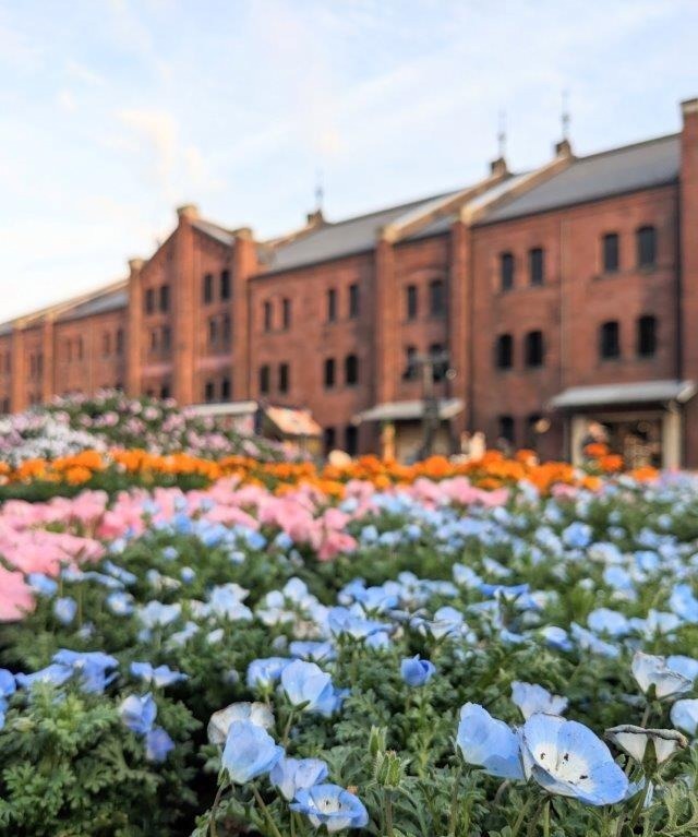 横浜赤レンガ倉庫「フラワー ガーデン 2024」約2万株の花が咲く“不思議な花畑”、キッチンカー出店も｜写真1