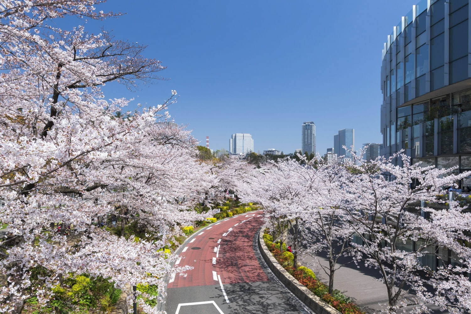 東京ミッドタウンの春イベント「ミッドタウン ブロッサム 2024」約100本の桜並木＆お花見カフェ｜写真3
