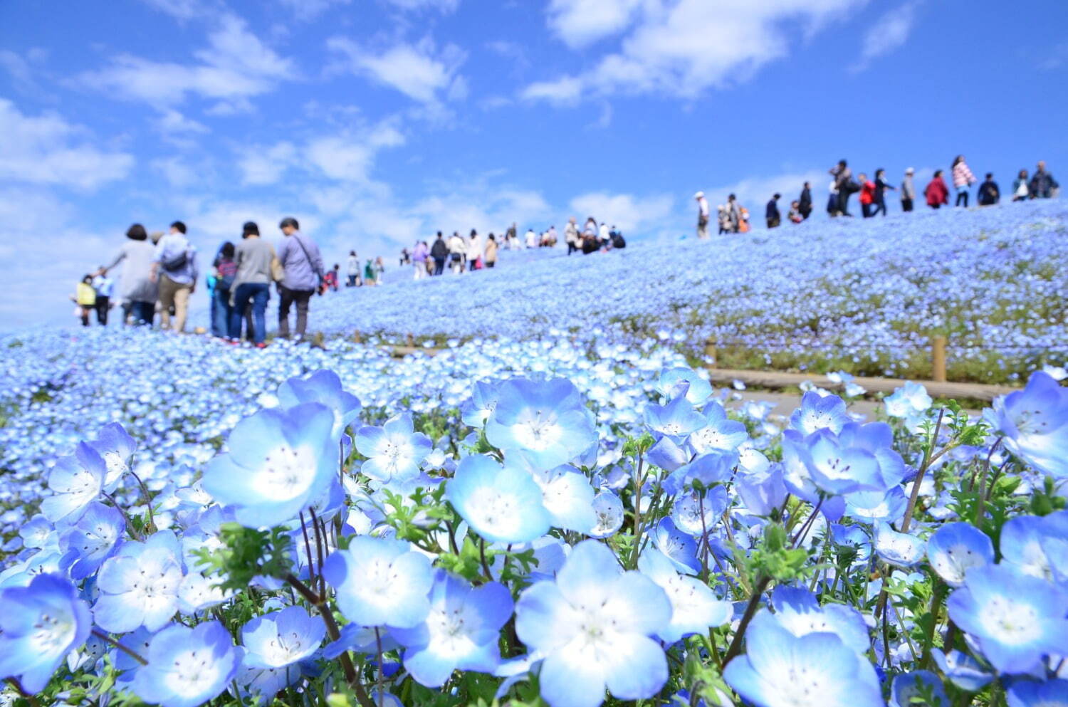茨城・国営ひたち海浜公園「ネモフィラ」約530万本による青一色の絶景、チューリップなど春の花々も｜写真2